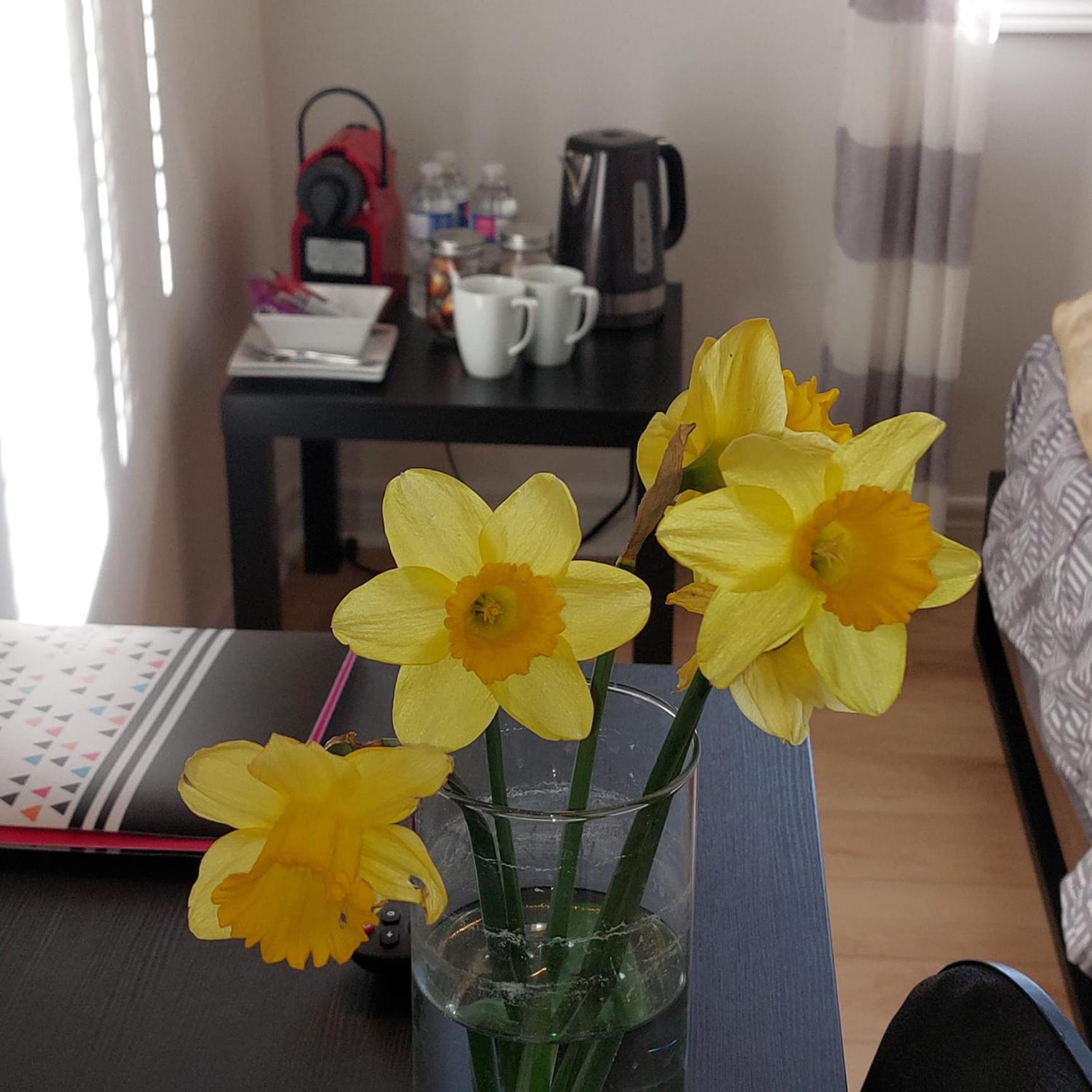 Nimo Homestay Guelph Eksteriør billede